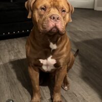 Dog Featured Image