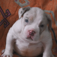 Cashmere’s Jr