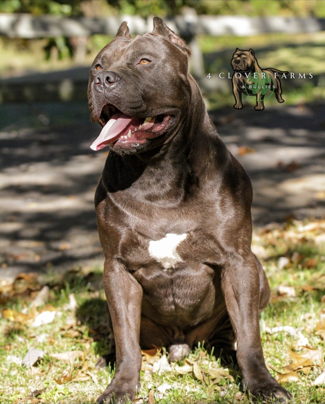 Dog Featured Image