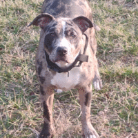 GXL’S NYLA