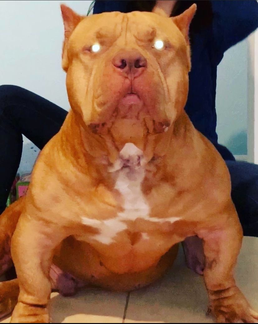 Dog Featured Image