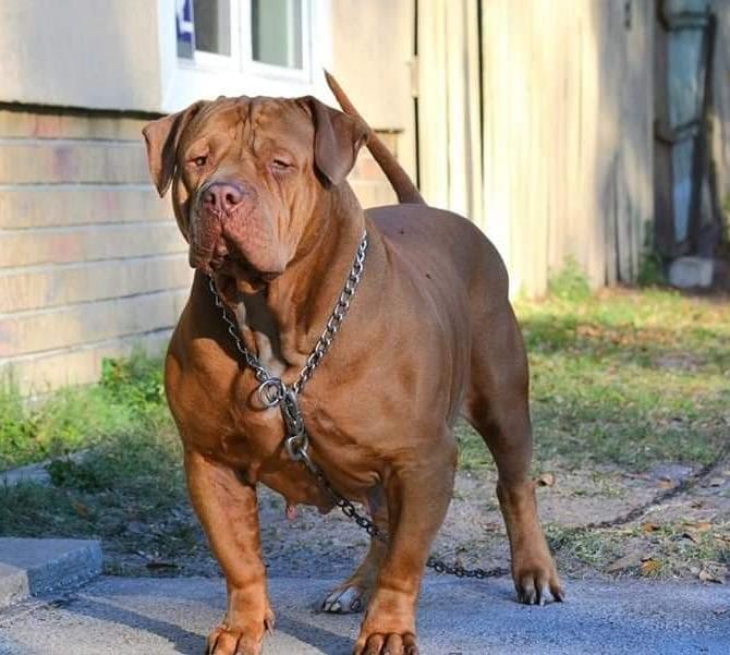 Dog Featured Image