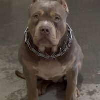 Taurusline’s Apollo of K.N. Kennels