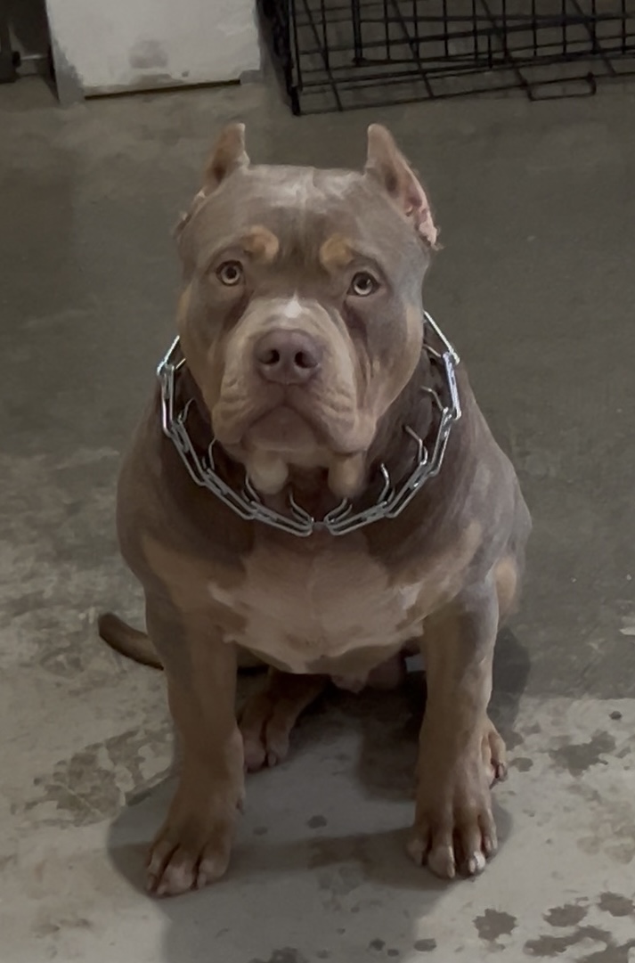 Dog Featured Image