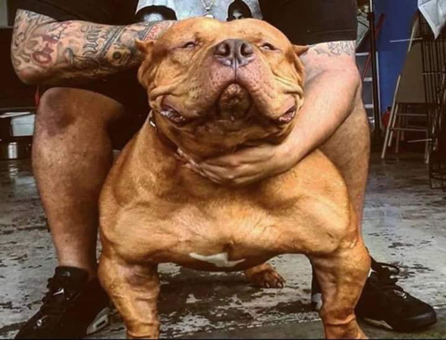 Dog Featured Image