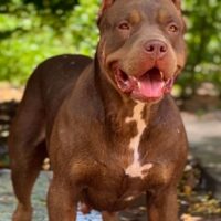 Dog Featured Image