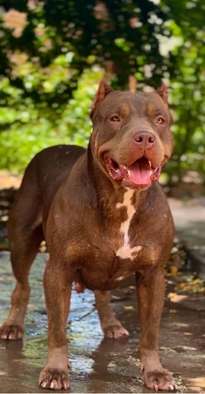 Dog Featured Image