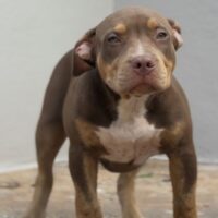 Wanted Bloodline Kimera 627Kennel