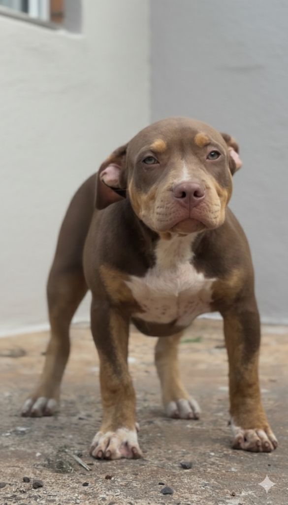 Dog Featured Image