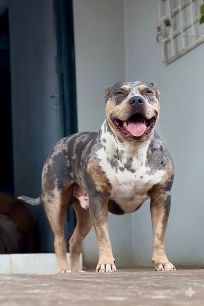 Dog Featured Image