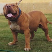 Neizon Icaraima Monster’s Kennel