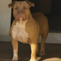 Amarok Pudell Bull Kennel