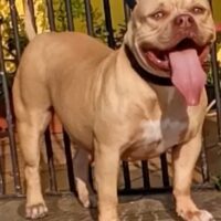 BIG SKULL BULL KENNEL ZAYRA