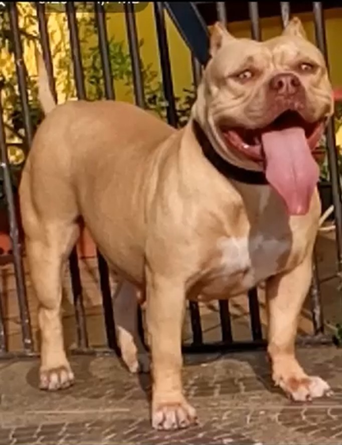 Dog Featured Image