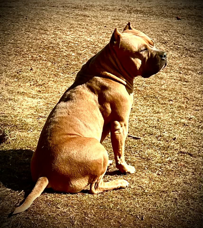 Dog Featured Image