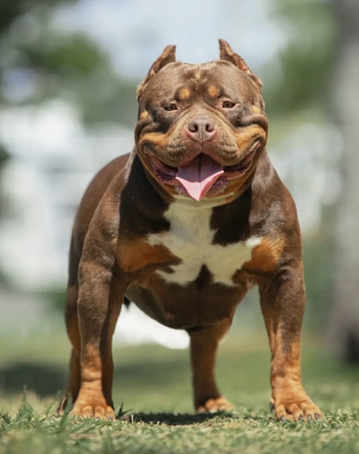 Dog Featured Image