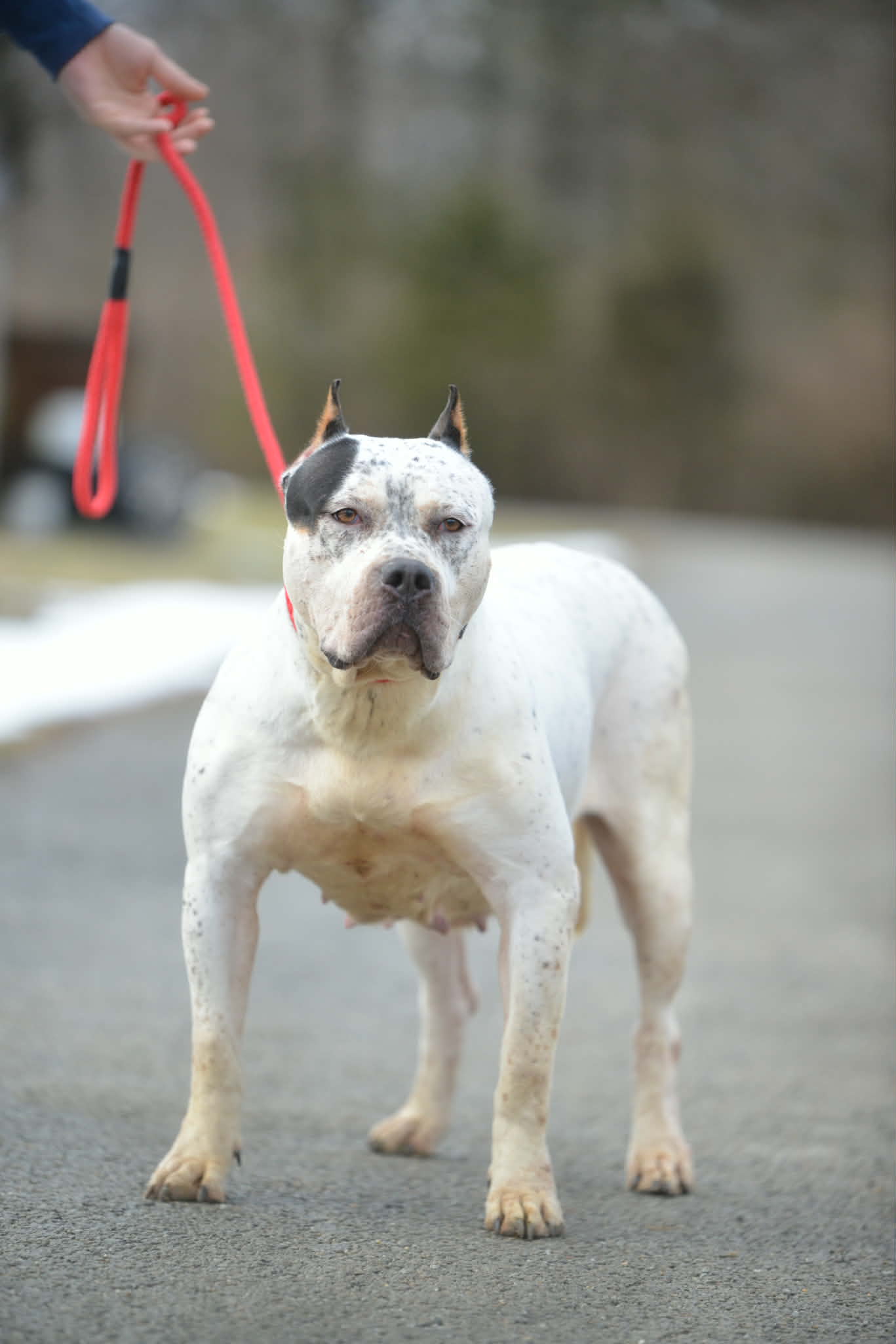 Dog Featured Image