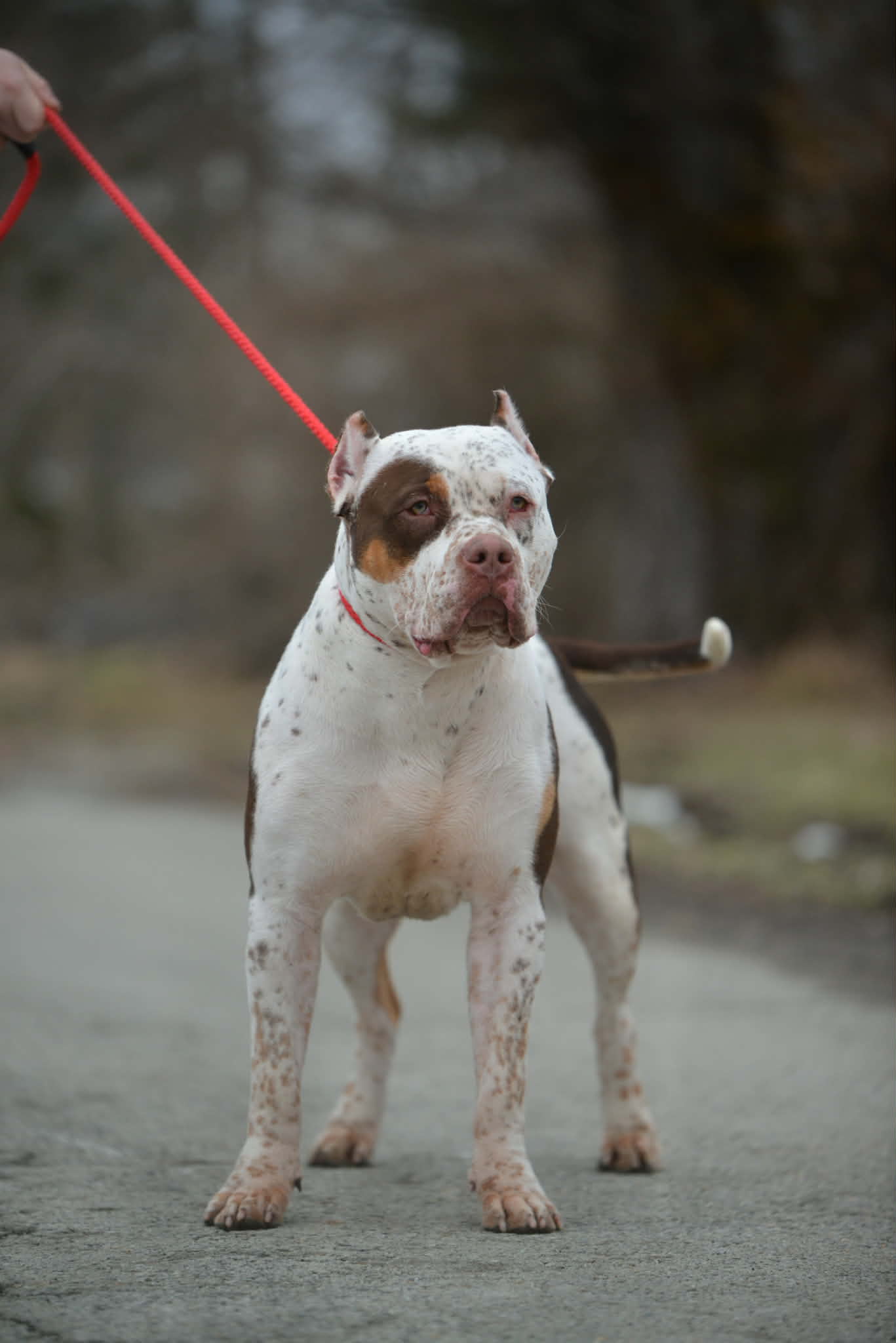 Dog Featured Image