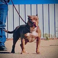 TDK’S ViCTORIA