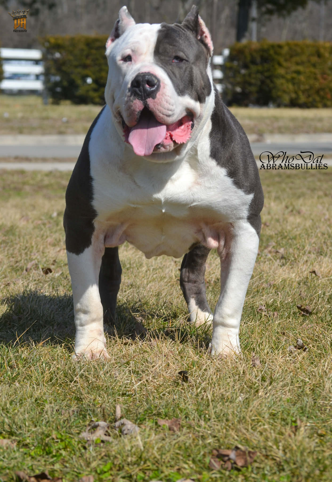 Dog Featured Image