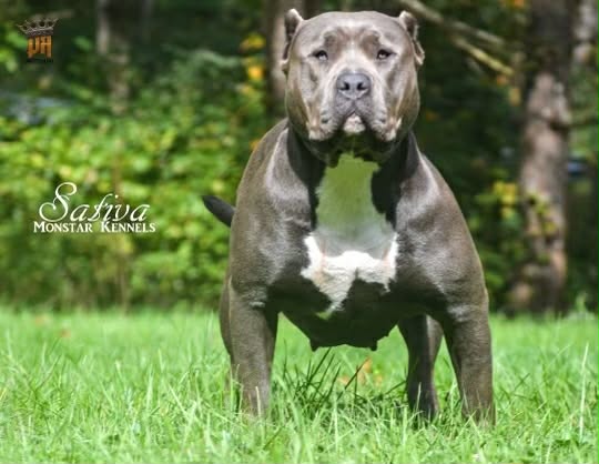 Dog Featured Image