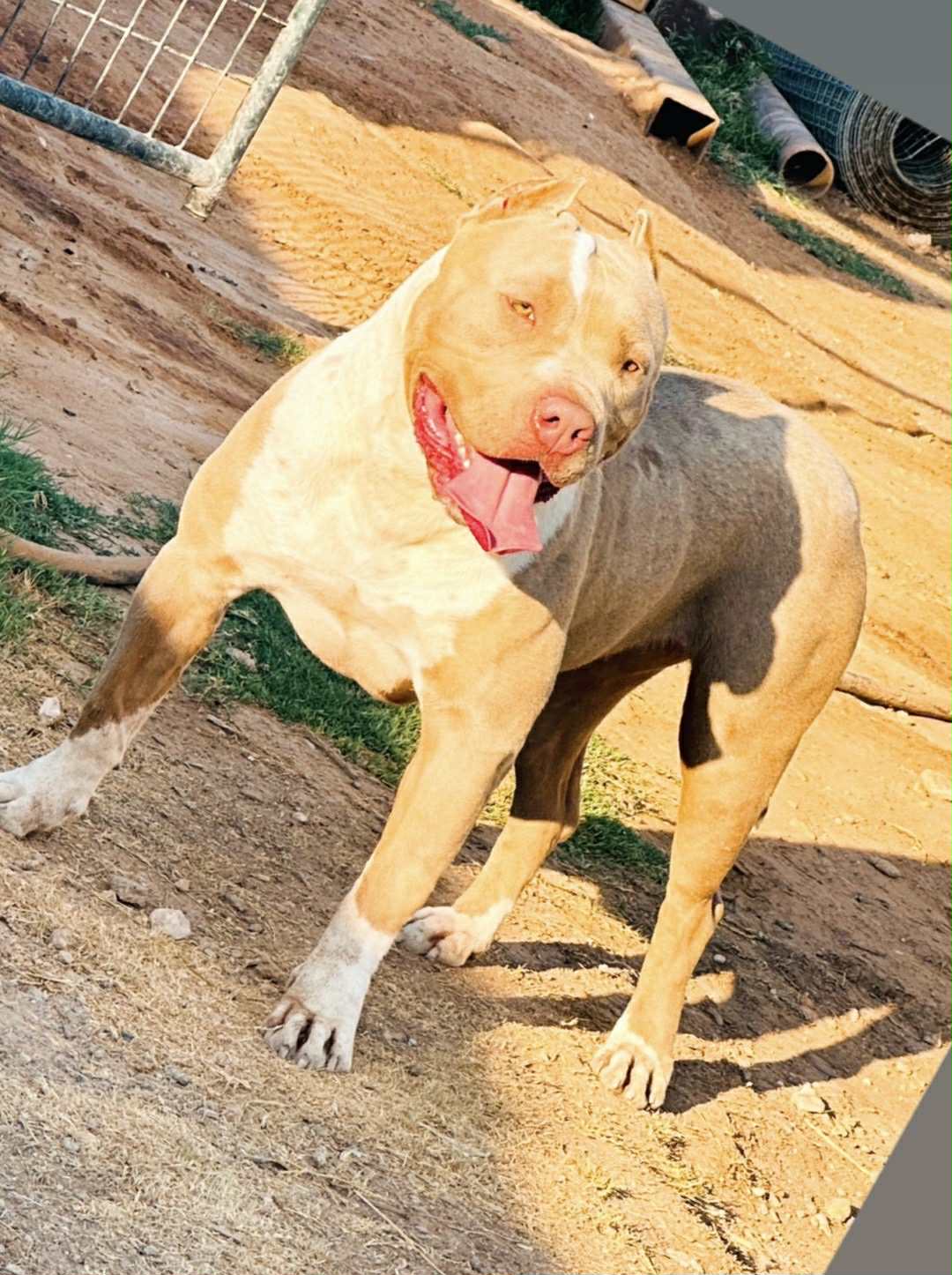 Dog Featured Image