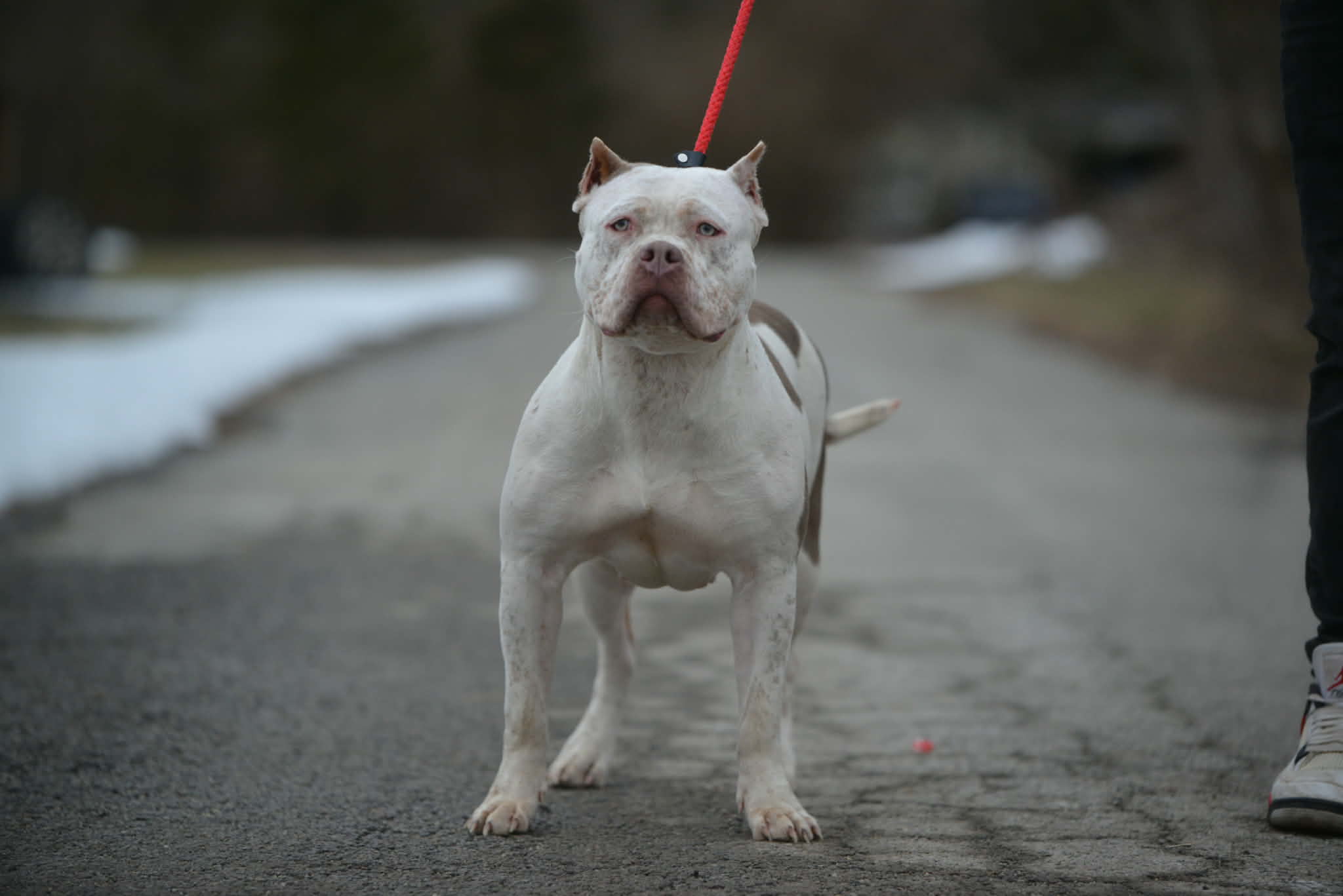 Dog Featured Image