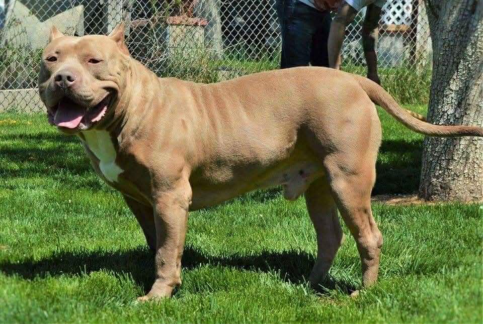 Dog Featured Image