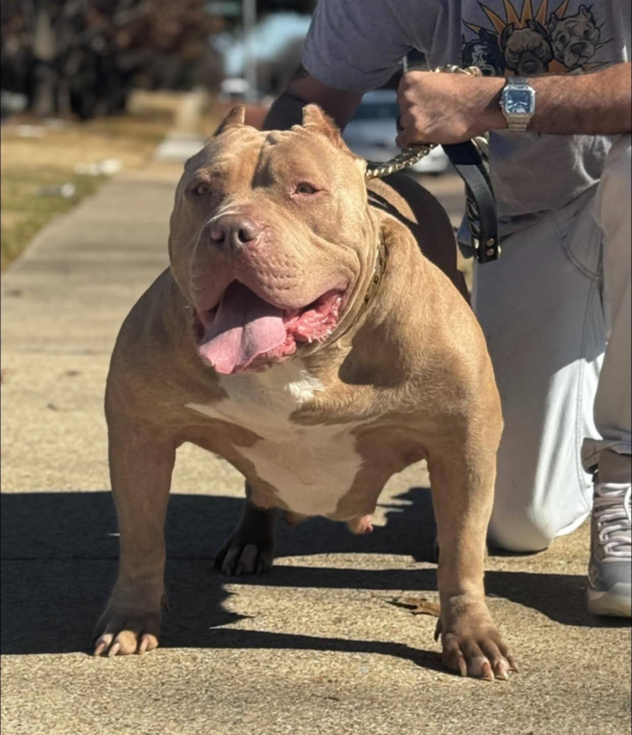 Dog Featured Image