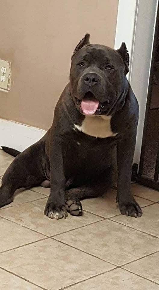 Dog Featured Image