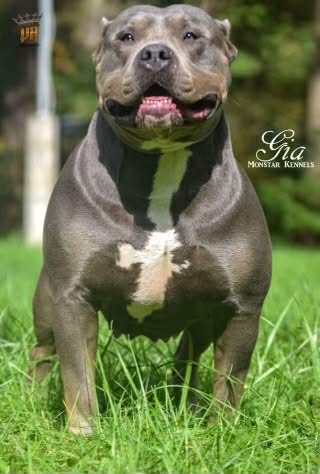 Dog Featured Image