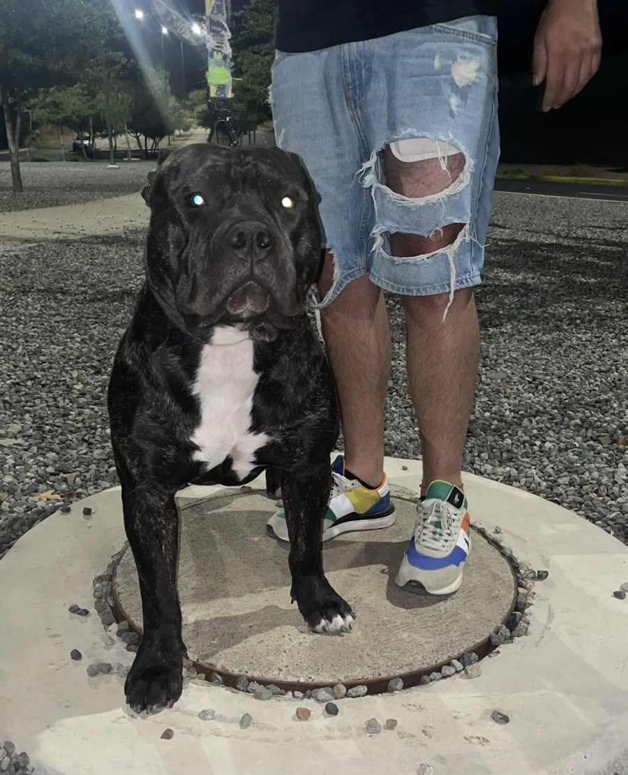 Dog Featured Image