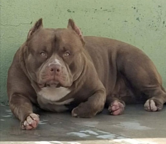 Dog Featured Image