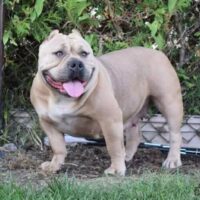 cautionbullys bling bling
