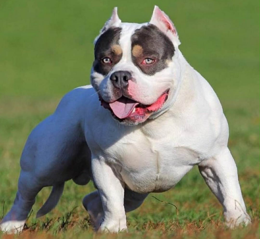 Dog Featured Image