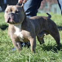 cautionbullys casanova