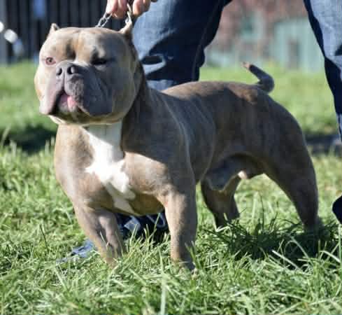 Dog Featured Image