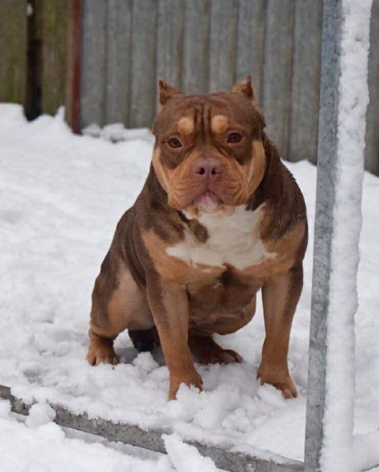 Dog Featured Image