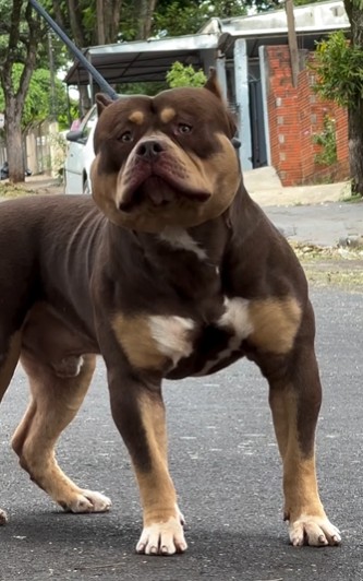 Dog Featured Image