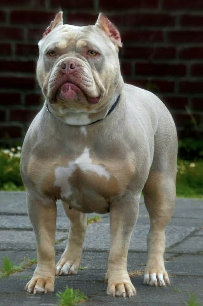 Dog Featured Image