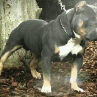proudbullyz dirty mac
