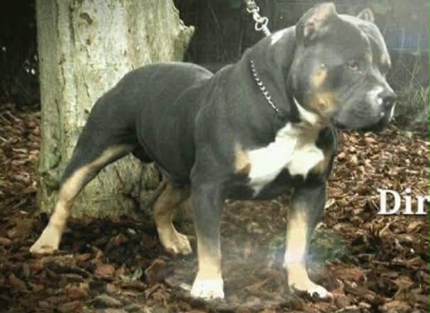 Dog Featured Image