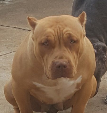 Dog Featured Image