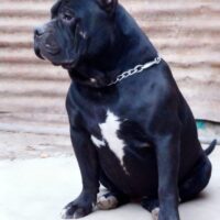 Gapchskennelbull Toro