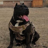 Dog Featured Image