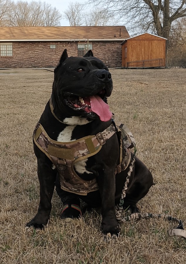 Dog Featured Image