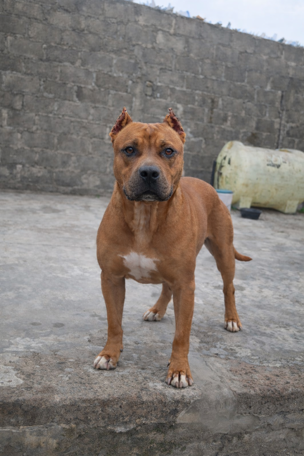 Dog Featured Image