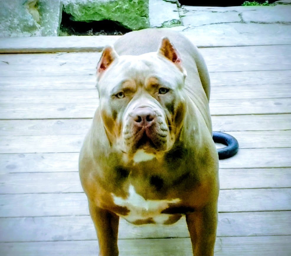 Dog Featured Image