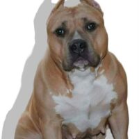 legendbullyz Antwerp Kyra
