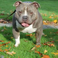 Outbreak Bullie